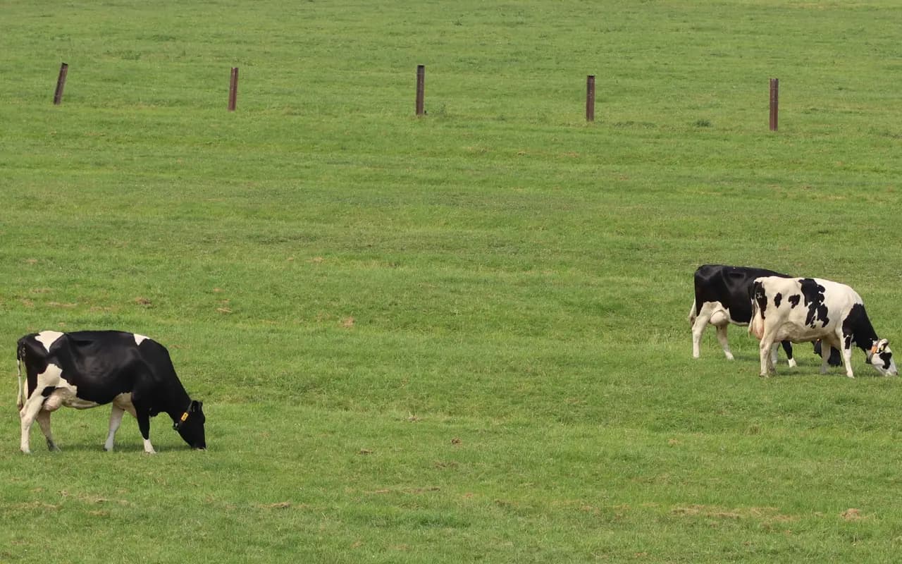 Troupeau au pâturage dans un pré clôturé.